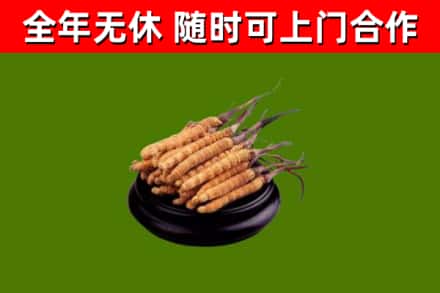 靖远烟酒回收冬虫夏草.jpg